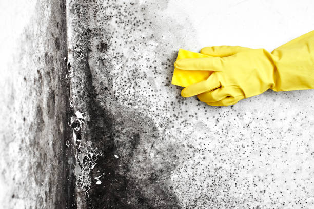 Best Attic Mold Remediation in Terre Hill, PA