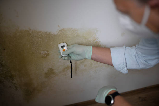 Professional Mold Remediation in Terre Hill, PA
