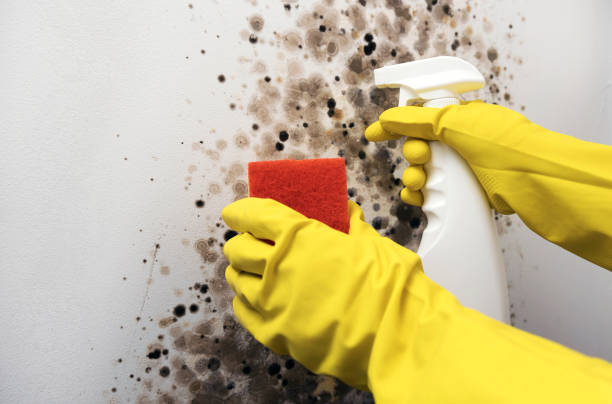 Best HVAC Mold Remediation in Terre Hill, PA
